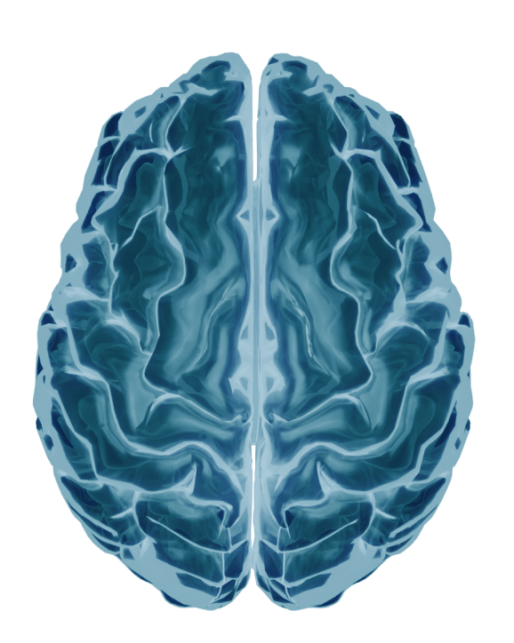 Top-down view of 3D brain model with electrodes for Oscillyzer HFO analysis
